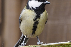 koolmees#(20191222)aa vogels