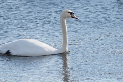 zwaan#(20190318) vogels