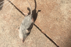 muis#(20200804)