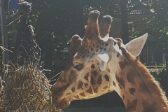 giraffe#(20240812) 