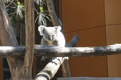 koala#(20240812)