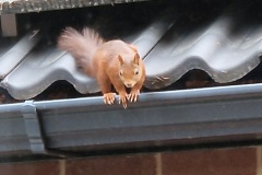 eekhoorn#(20250614)a zoogdieren
