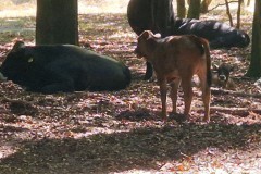 runderen#(20260808)b