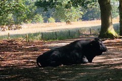 runderen#(20260808)a