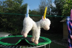 schaap#(20110728)a