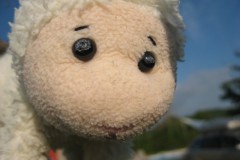 schaap#(20110728)b