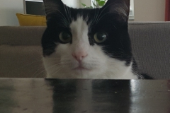 kat#(20230326)