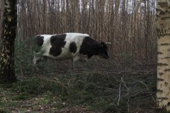 runderen#(20260214)