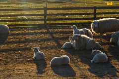 schaap#(20260407)