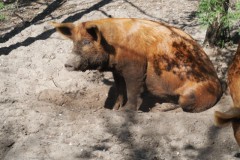 varken#(20250412)a