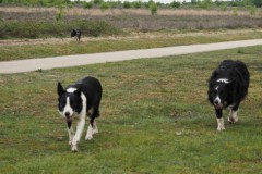 hond#(20260508)