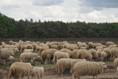schaap#(20260508)