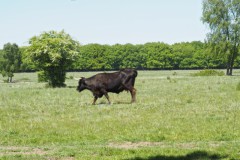 runderen#(20250510) 