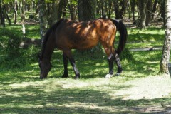 paard#(20250510)