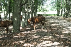 paard#(20260629)a