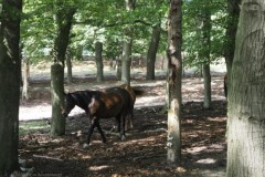 paard#(20260629)b
