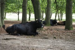 runderen#(20260706)a