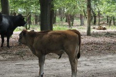 runderen#(20260706)b