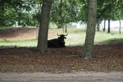 runderen#(20260706)c