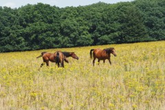 paard#(20250712)a