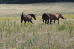 paard#(20250712)b