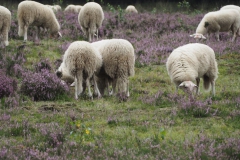 schaap#(20170905)