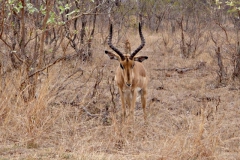 antilope#(20141104)