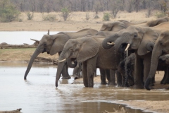 olifant#(20141104)a