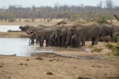 olifant#(20141104)b