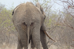 olifant#(20141104)d