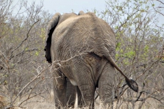 olifant#(20141104)e