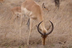 antilope#(20141104)