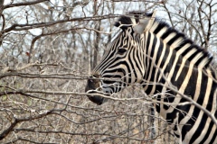 zebra#(20141104)