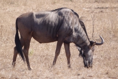 wildebeest#(20141105)