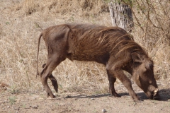 wrattenzwijn#(20141105)