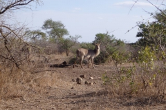 antilope#(20141105)