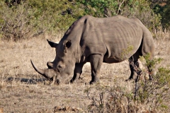 neushoorn#(20141105)