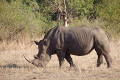 neushoorn#(20141105)b