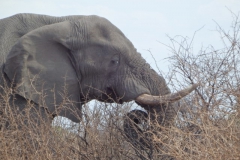olifant#(20141106)a