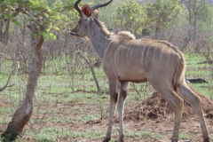antilope#(20141106)