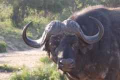 buffel#(20141106)b