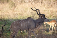 antilope#(20141106)