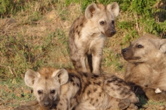hyena#(20141106)
