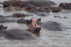 nijlpaard#(20141111)