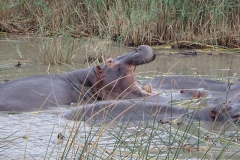 nijlpaard#(20141111)