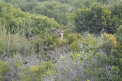 antilope#(20161112)