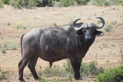 buffel#(20161113)