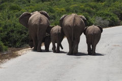 olifant#(20161113)a
