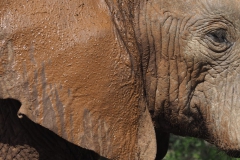 olifant#(20161113)b