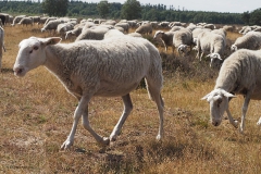schaap#(20180716)